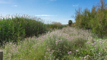 natural park on the outskirts of the city of barcelona in spain. El prat del llobregatの写真素材