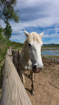 Horse resting behind the fence in a field in Barcelona, Spain.の写真素材