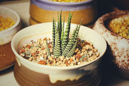 Succulent plants: Fasciated haworthiaの写真素材