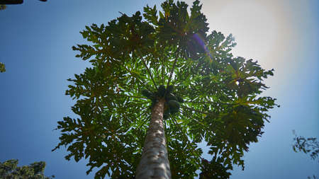 Palm view from the bottom, Thailandの写真素材