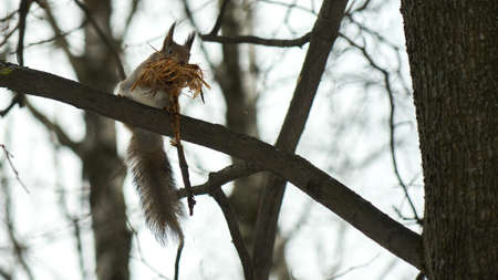 Squirrel sits on a tree. Winter forest Russia.の写真素材