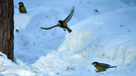 Tomtit is flying. Birds. Winter, Siberia. Russia.の写真素材