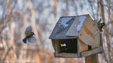 Tomtit is flying. Birds. Winter, Siberia. Russia.の写真素材