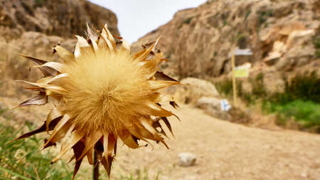 Gray dried bur in the desert. Israelの写真素材