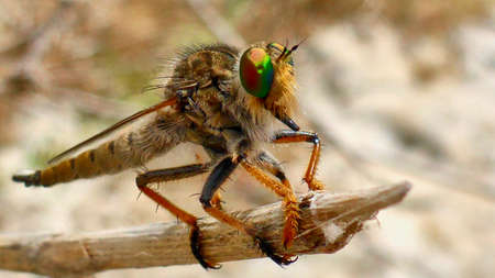 Big colorful fly sits on a stick