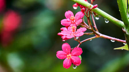 Beautiful pink flowers on a tree. Thailand.の写真素材