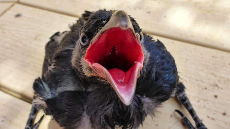 Crows nestling wants to eat. Opend beak. Israelの写真素材