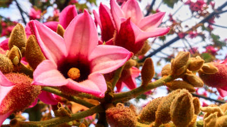 Beautiful big pink flower on a tree in Israelの写真素材