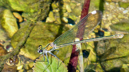 Big colorful dragonfly sits on a leaf