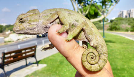 Cute small chameleon sitting on a hand. Israel.