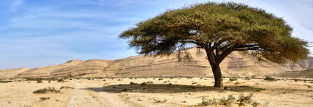 Big tree in the desert. South. Israelの写真素材