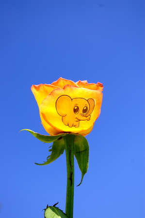 Sticker for flowers. My handmade. Israel.の写真素材