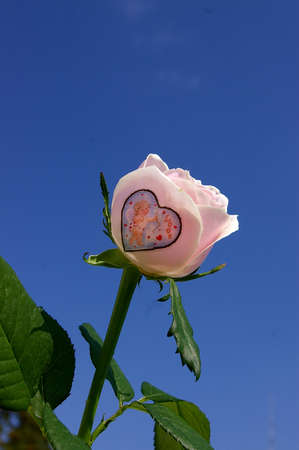 Sticker for flowers. My handmade. Israel.の写真素材