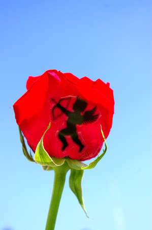 Sticker for flowers. My handmade. Israel.の写真素材