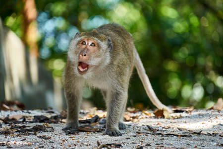 Monkey looks at you. Koh Pangan, Thailand.の写真素材