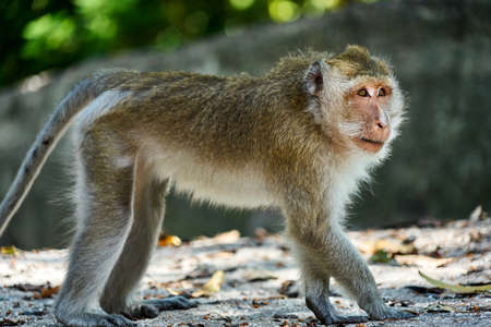Monkey sits on a ground, looks at you. Koh Pangan, Thailand.