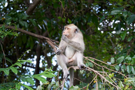 Monkey sits on a tree. Koh Pangan, Thailand.