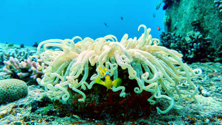 Clown fish in Red sea, Eilat, Israel.の写真素材