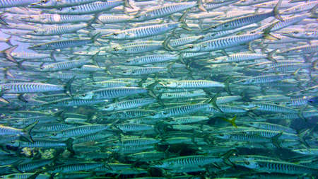 A flock of fish in Red sea, Eilat, Israel.の写真素材