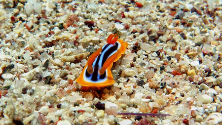 Noody branch snail in Red sea, Eilat, Israel.