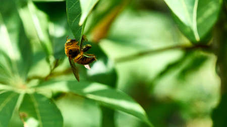 Big yellow bee on a leaf. Thailandの写真素材