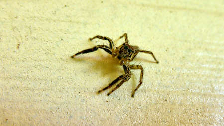 Small spider sits on the wall. Koh Tao