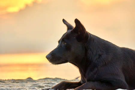 Dog lies on the beach at sunset. Phangan. Thailandの写真素材