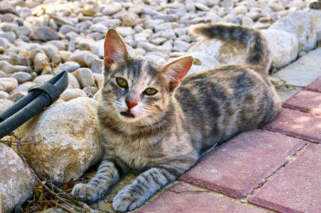 Tired cat lies and looks at you. Israel.の写真素材