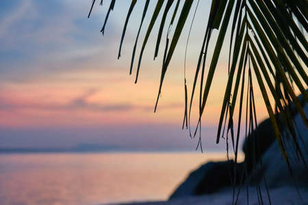 Palm leaf at sunset on Koh Phangan in Thailandの写真素材
