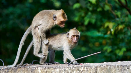 Monkeys play on a ground, Koh Pangan, Thailand.の写真素材