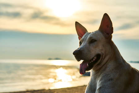 White dog walks on the beach. Koh Phangan. Thailandの写真素材
