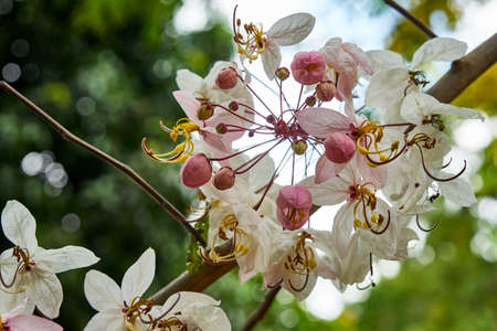 Beautiful pink flowers on a tree. Thailand.