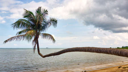 Palm on a sea view background. Phangan. Thailand