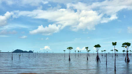 Sea view and mangrove on Koh Pangan. Thailandの写真素材