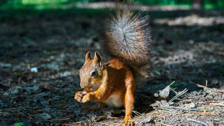Squirrel sits on a ground. Summer int Russia.