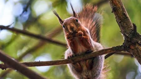 Squirrel sits on a tree. Summer forest. Tomsk. Russia.の写真素材