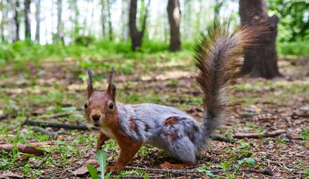Squirrel looks at you. Summer forest. Tomsk. Russia.の写真素材