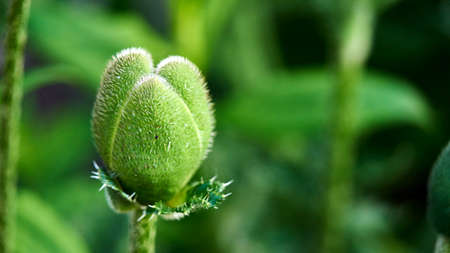 Bud of poppy flower. Summer in Siberia.