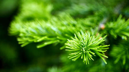 Young spruce branches. Summer in Siberia. Tomsk Russia
