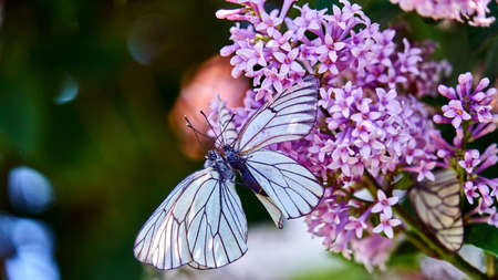 Butterflies are mating on a flower. Summer. Siberiaの写真素材