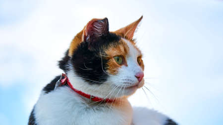 Three colored cat licks its nose. Summer in Tomsk.の写真素材
