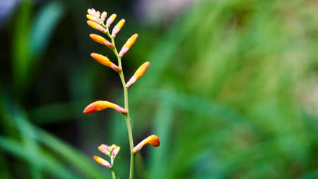 Blooming grass on a blurred green background. Sochiの写真素材