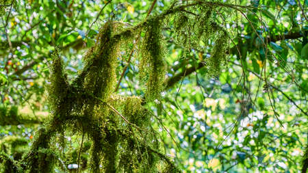 Bright green moss on trees in forest. Sochiの写真素材