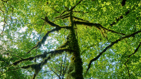 Bright green moss on trees in forest. Sochi
