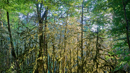 Moss in forest. Sunlight in the branches of trees. Sochi