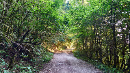 Tourist trail in yew-boxwood grove in Sochi, Russia