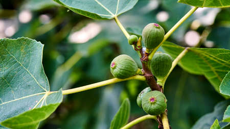 Figs grow on the tree, Summer in Sochi, Russiaの写真素材