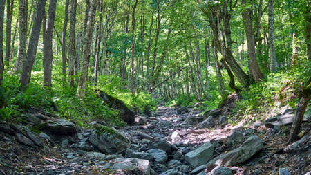 Stone bed of the river in forest, Summer in Sochi, Russia