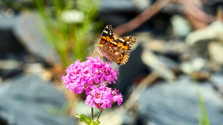 Butterfly sitting on pink blooming flower. Sochi