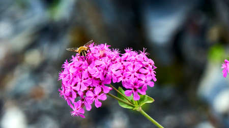 Bee sitting on pink blooming flower. Sochiの写真素材